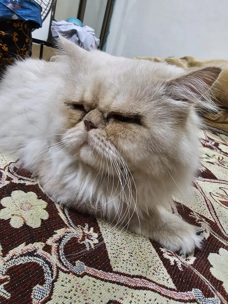 simba piky blood line persian cat male — photo 4