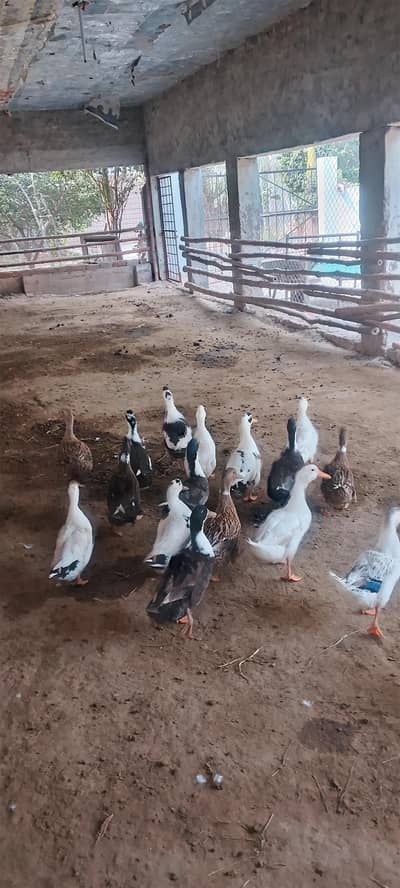 14 Egg Laying Ducks for Sale (11 Female, 3 Male)