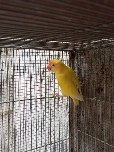 Creamino Breeder male Jumbo Size