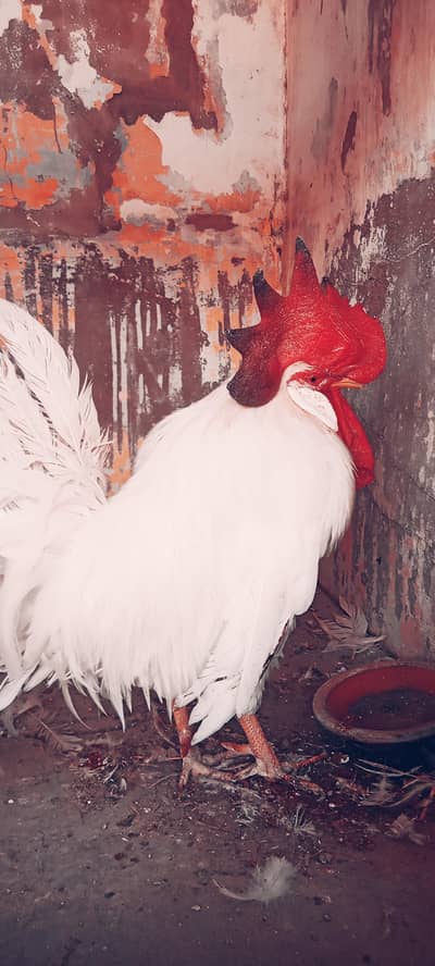Farmi Male Quality Bird