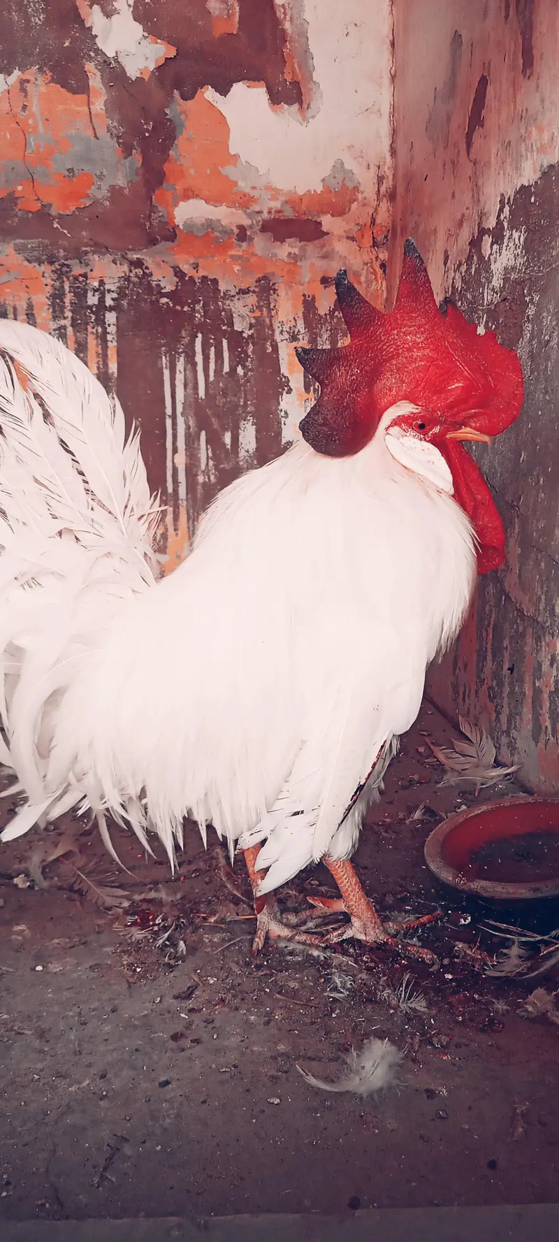 Farmi Male Quality Bird — photo 4