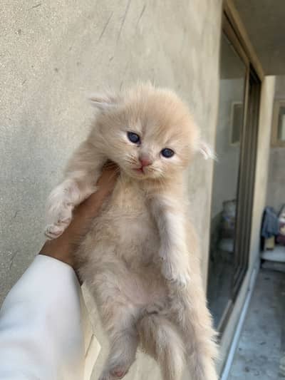 Persian kitten for sale