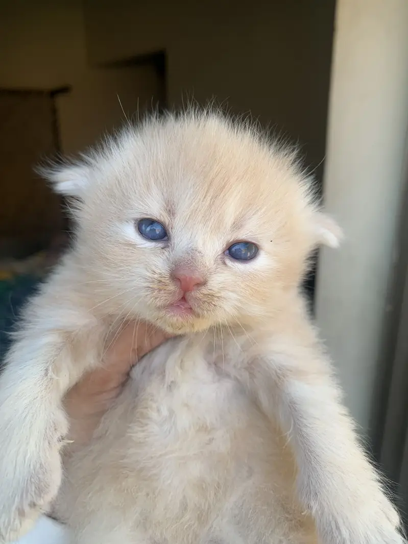 Persian kitten for sale — photo 2