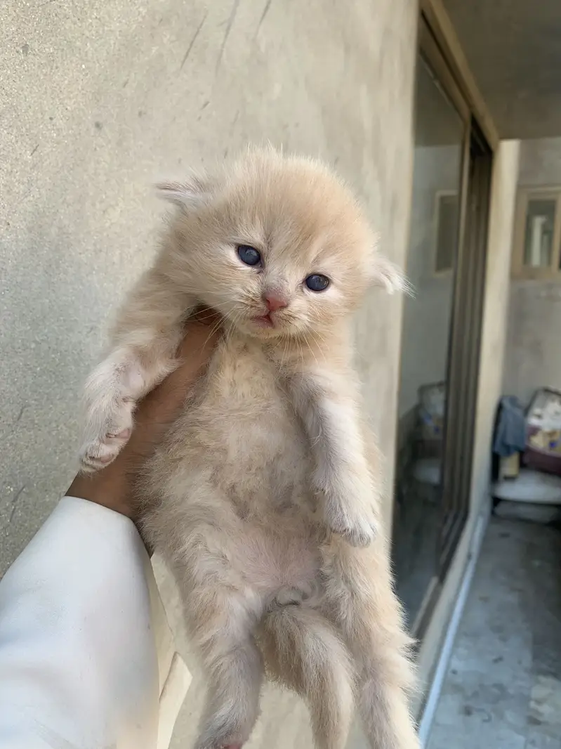 Persian kitten for sale — photo 3