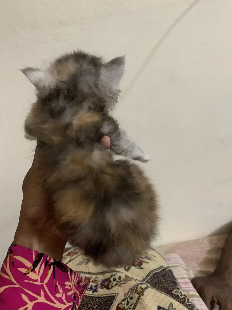 Persian kitten for sale — photo 4