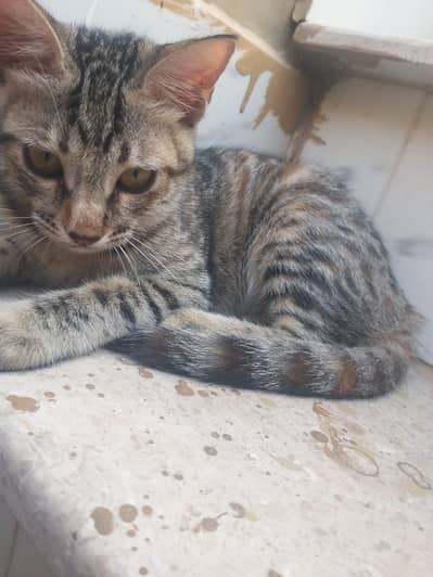 Kittens for adoption