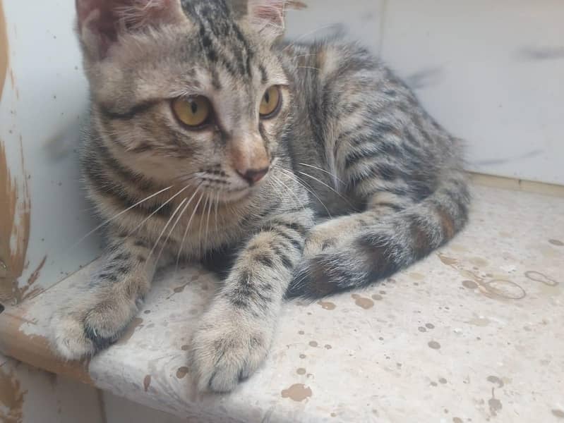 Kittens for adoption 1