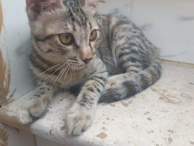 Kittens for adoption — photo 2