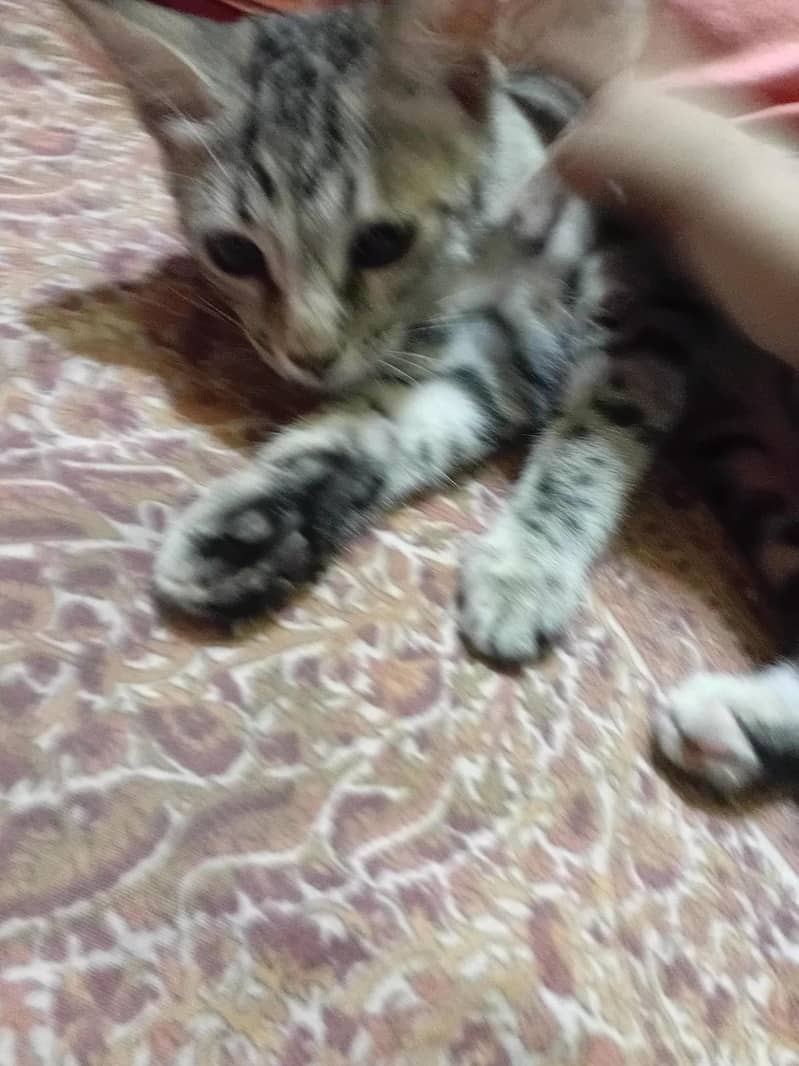 Kittens for adoption 2