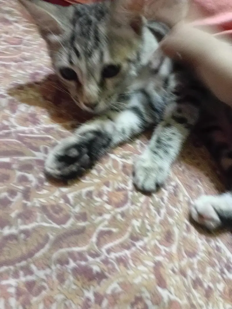 Kittens for adoption — photo 3