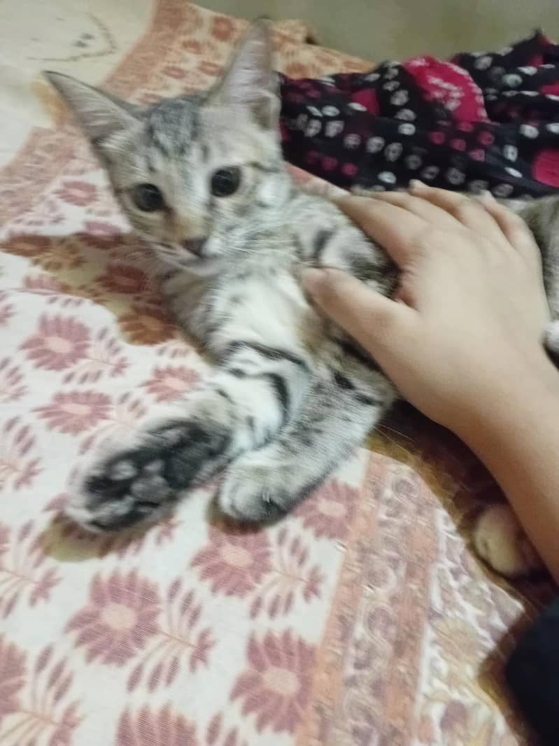 Kittens for adoption 3