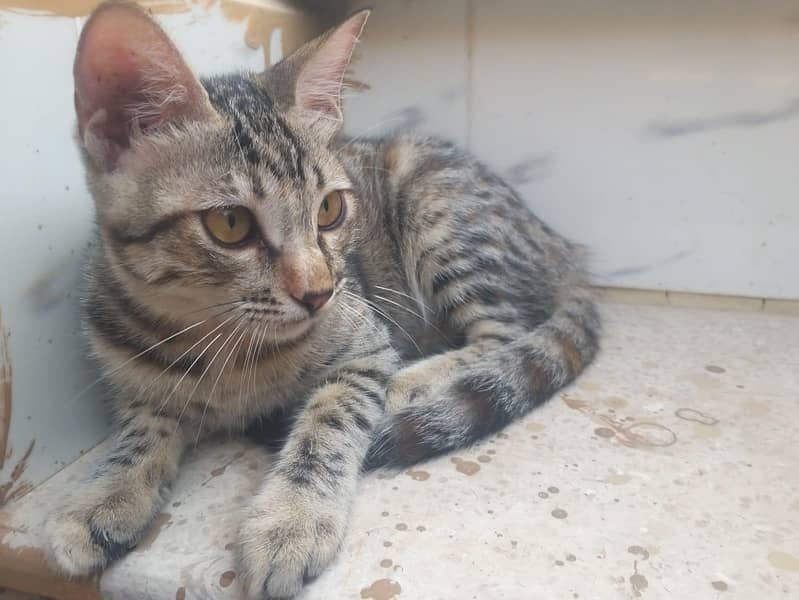 Kittens for adoption 4