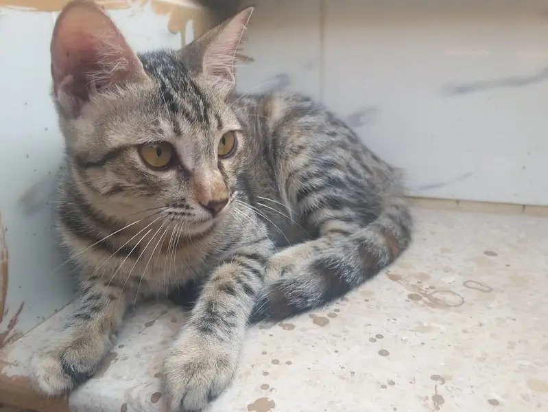 Kittens for adoption — photo 5