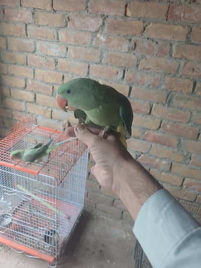 Raw parrots