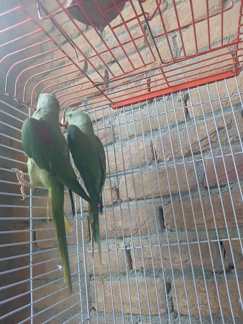 Raw parrots 1