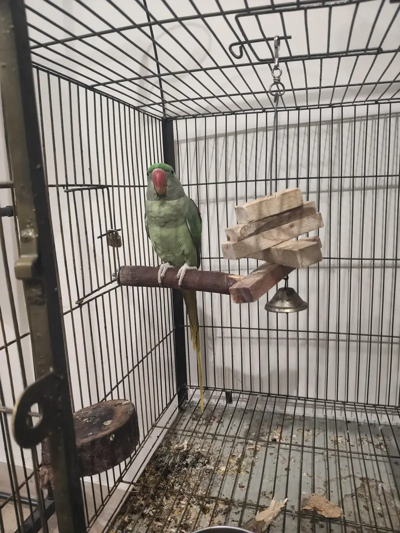 Big Parrot Cage — photo 5