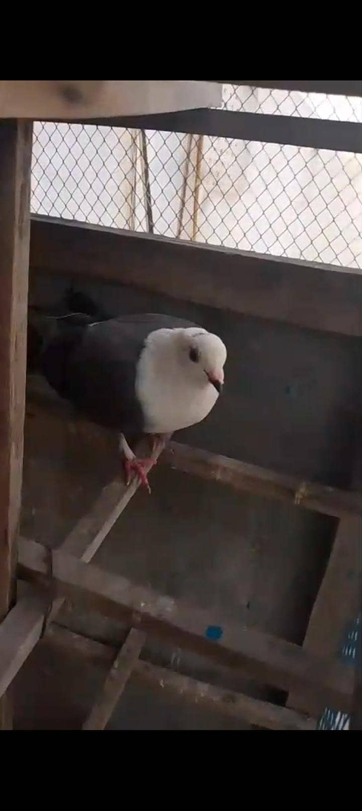 Gray mokhi 9
