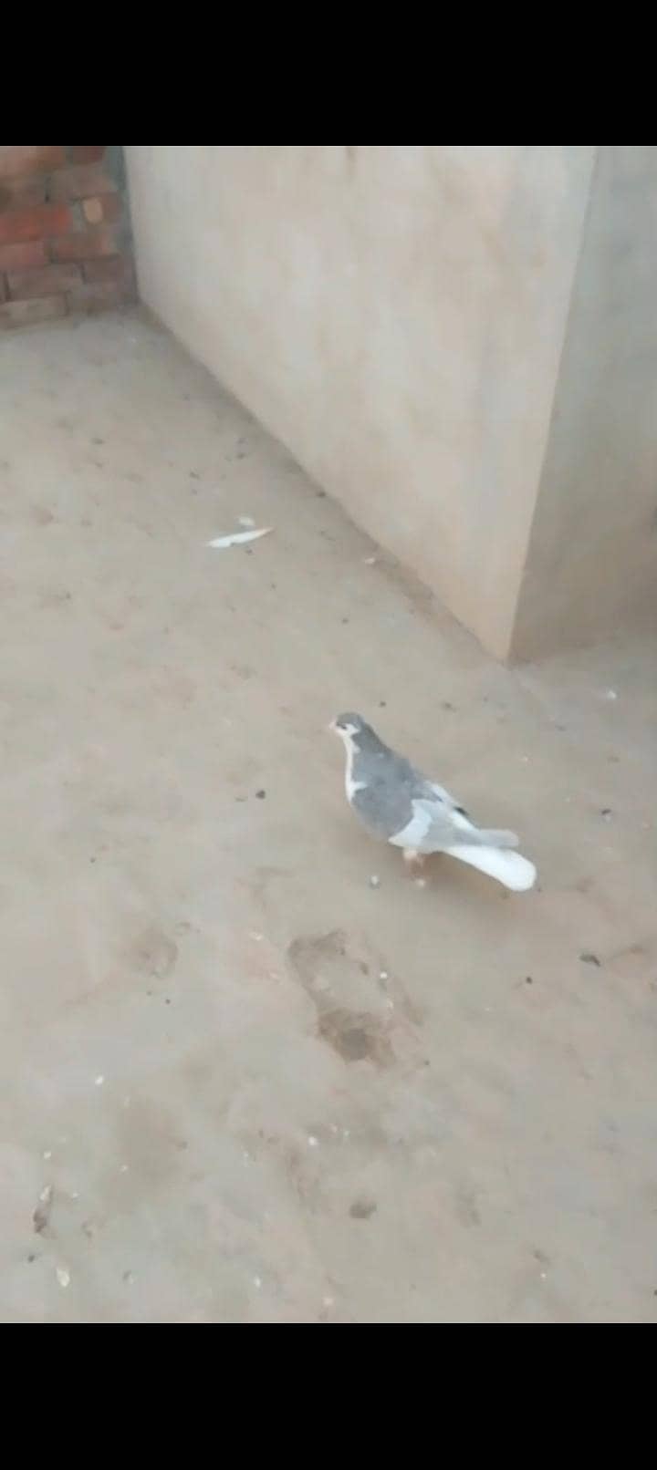 Gray mokhi 13