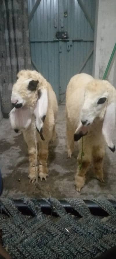 kajlay male 2 kids age 4 months for sale in faisalabad