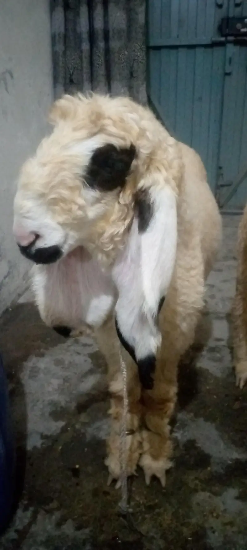 kajlay male 2 kids age 4 months for sale in faisalabad — photo 2