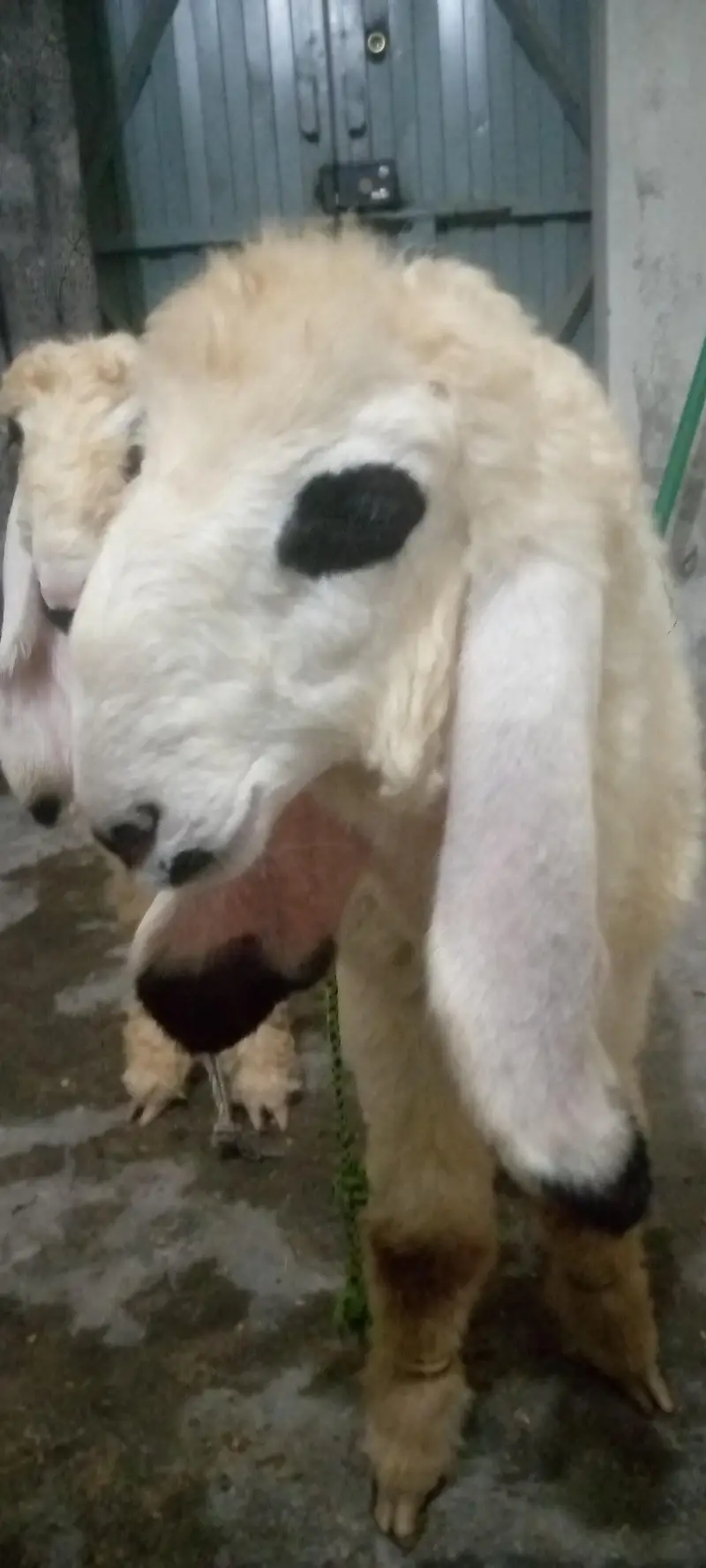 kajlay male 2 kids age 4 months for sale in faisalabad — photo 3