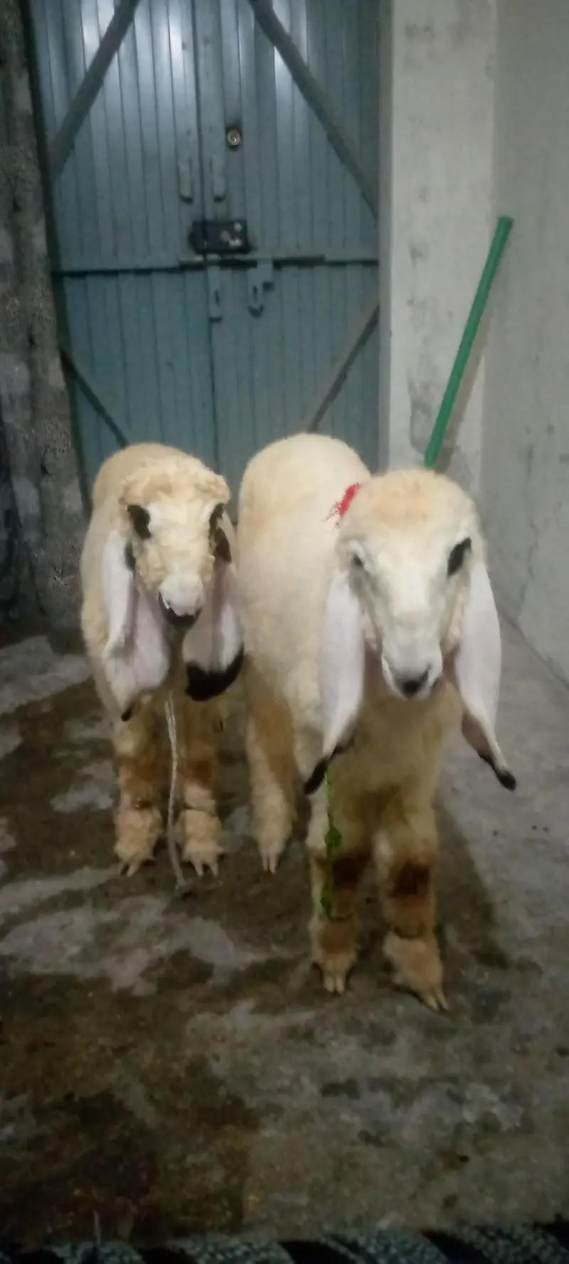 kajlay male 2 kids age 4 months for sale in faisalabad — photo 4