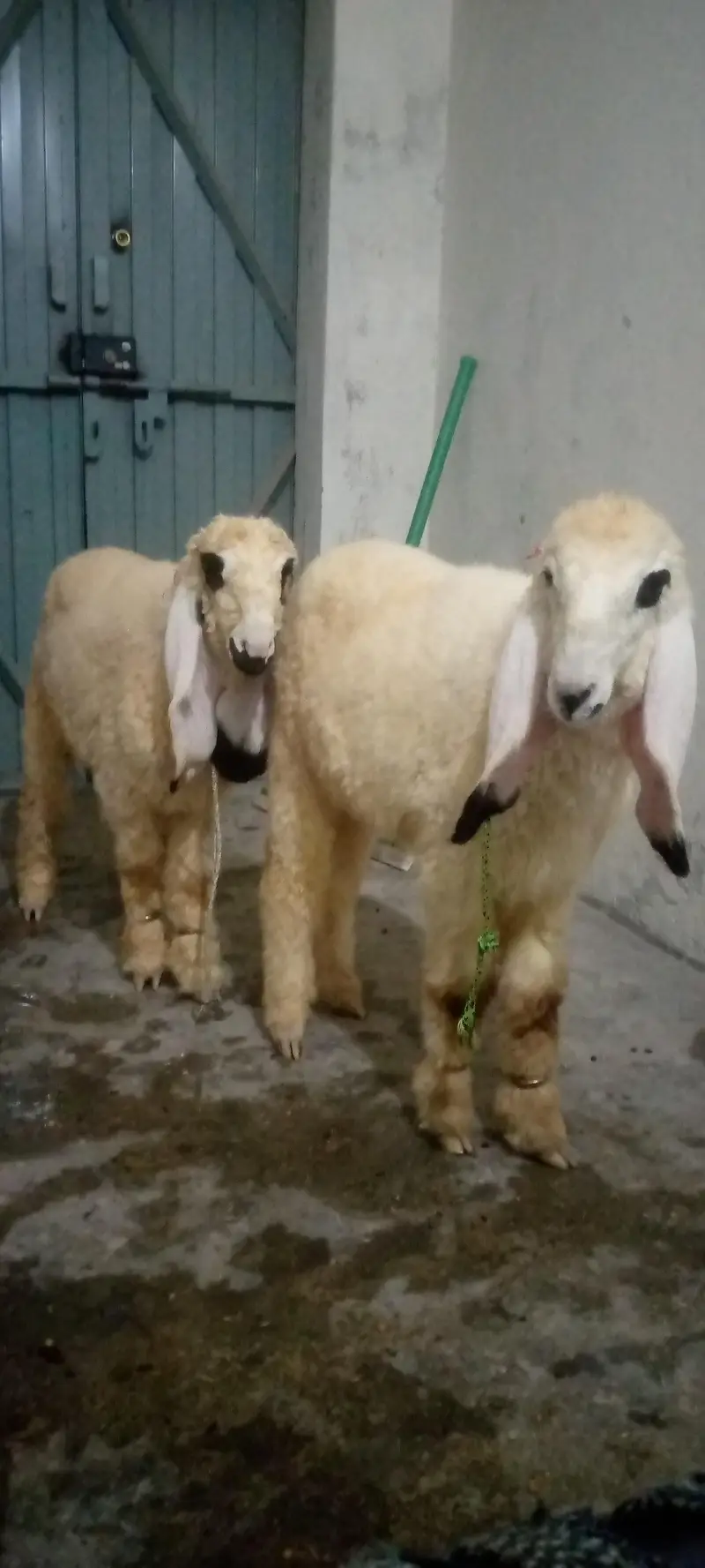 kajlay male 2 kids age 4 months for sale in faisalabad — photo 6