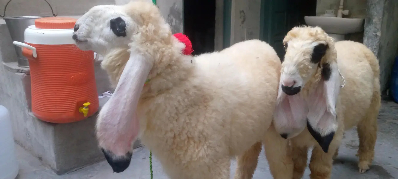 kajlay male 2 kids age 4 months for sale in faisalabad — photo 7