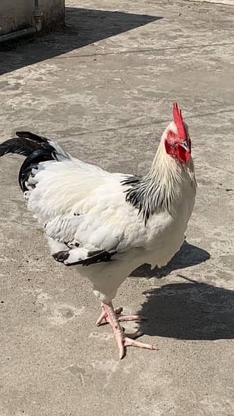 Polish Breed & Light Sussex Breed Males available for sale