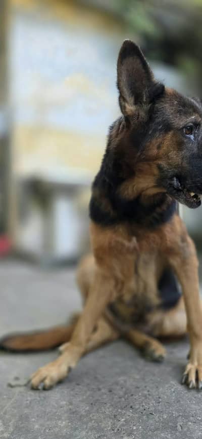 breeder female for sale