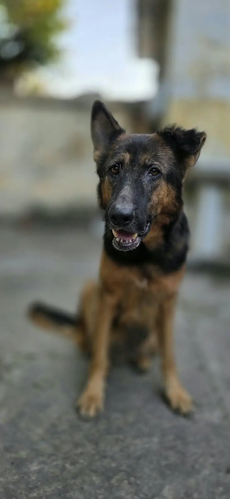 breeder female for sale — photo 2