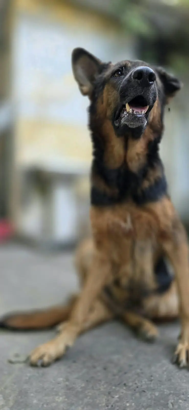 breeder female for sale — photo 3