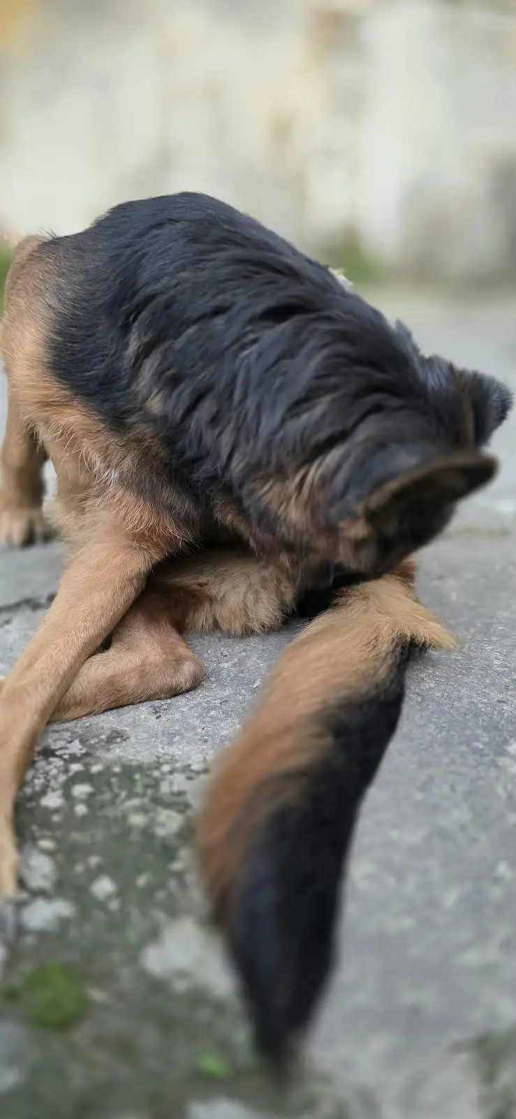 breeder female for sale — photo 4