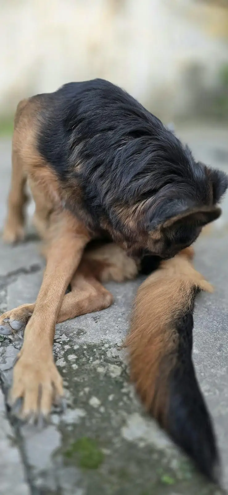 breeder female for sale — photo 5