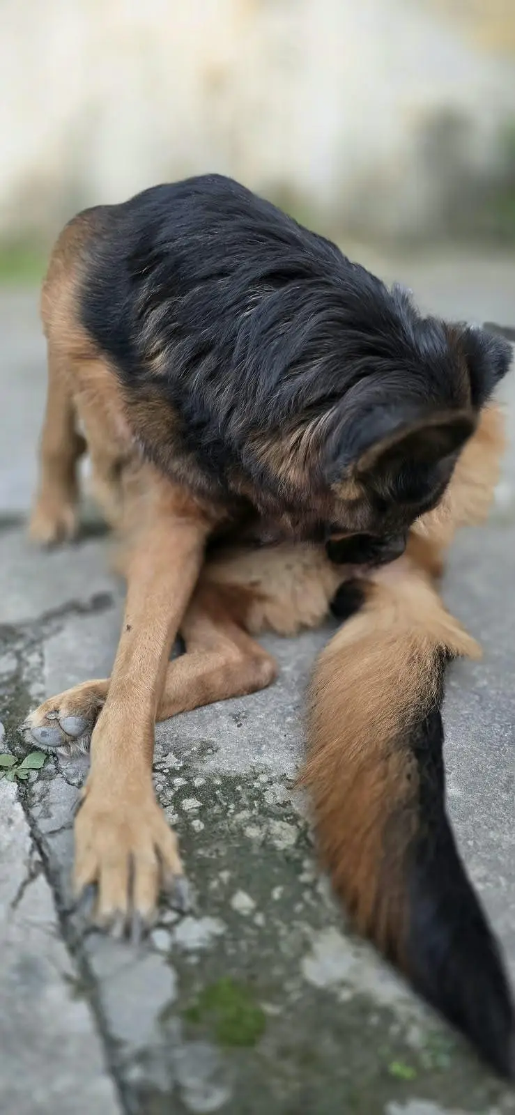 breeder female for sale — photo 7