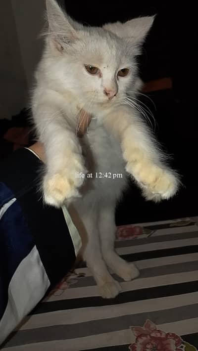Pet cat for sale