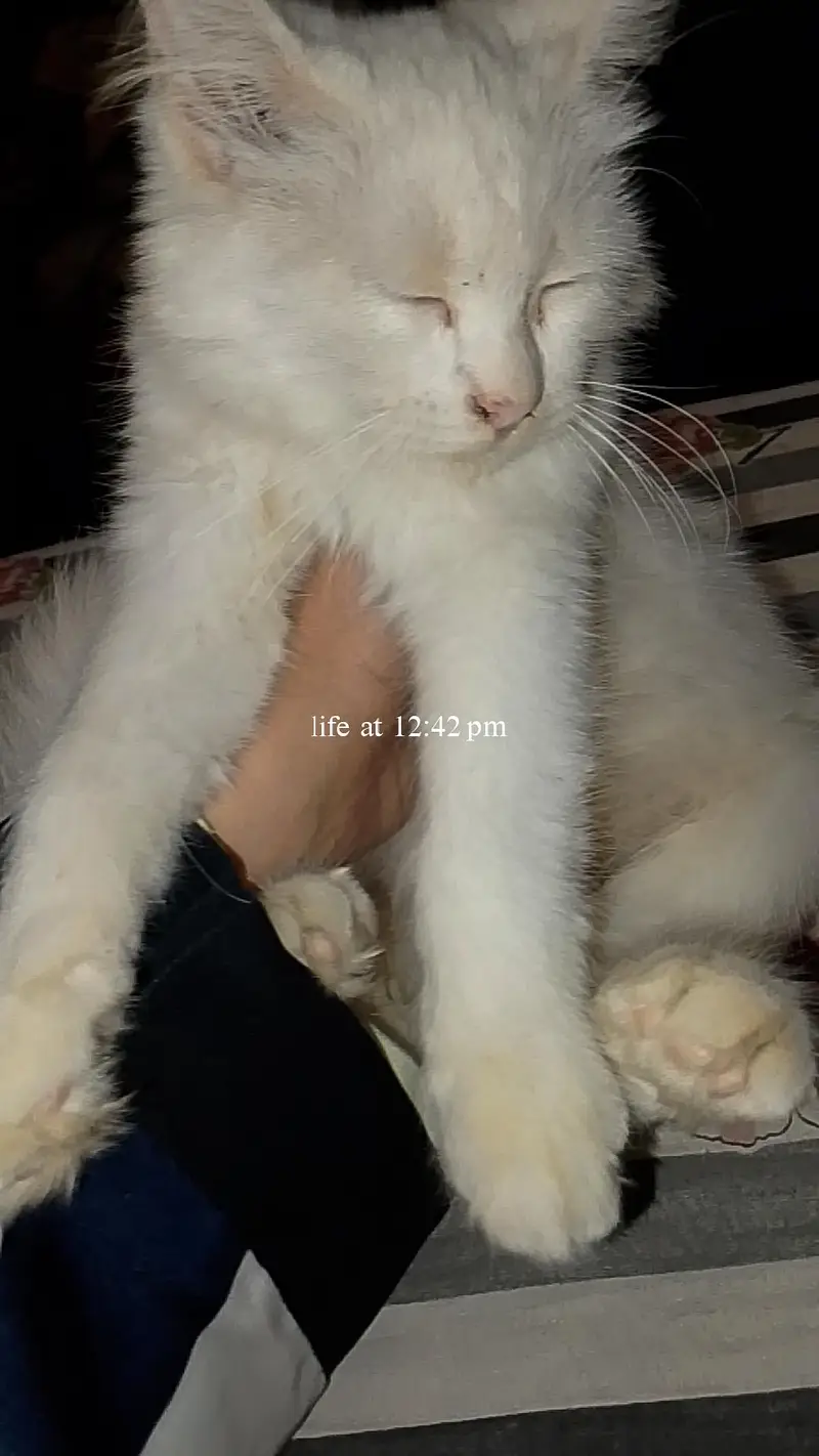 Pet cat for sale — photo 2