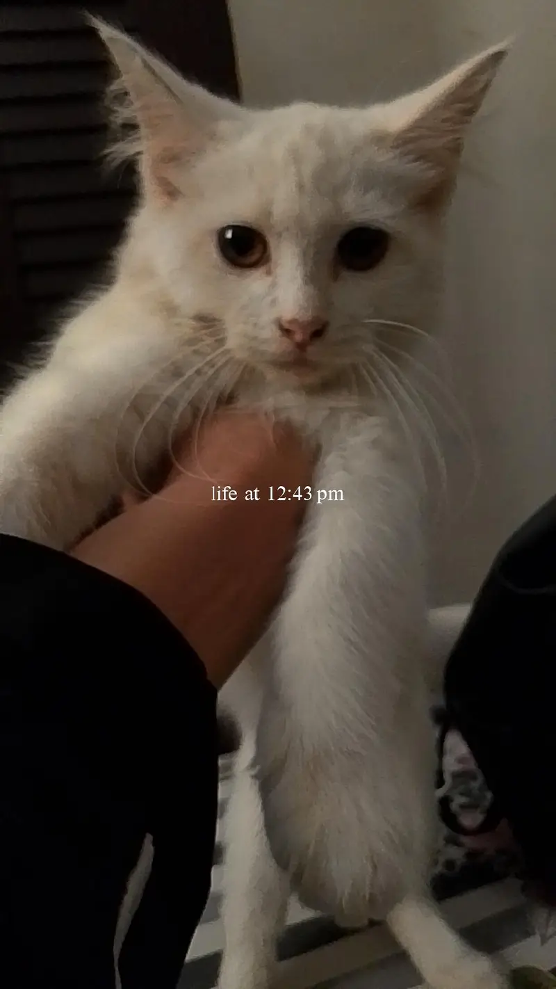 Pet cat for sale — photo 3