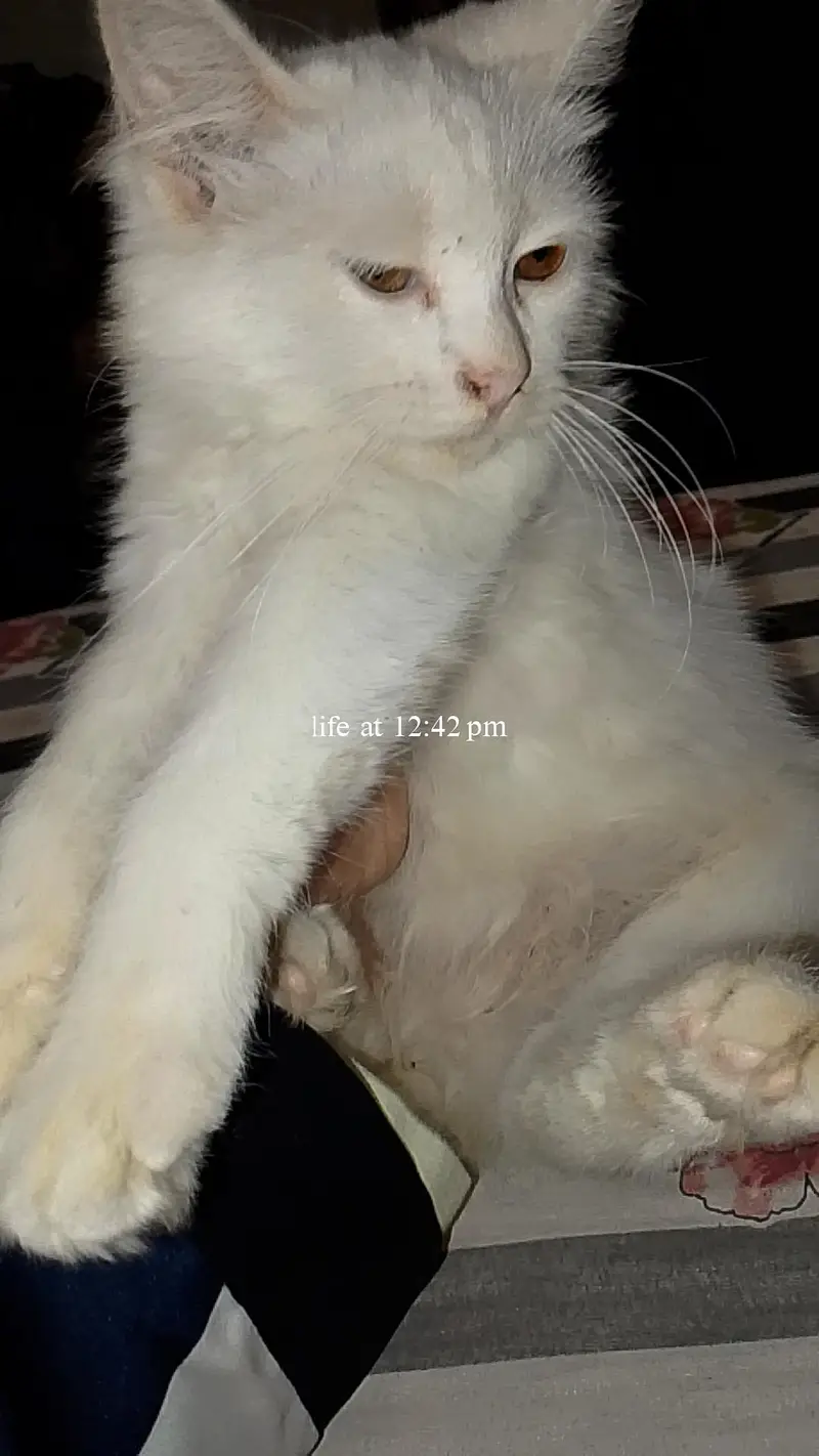 Pet cat for sale — photo 4