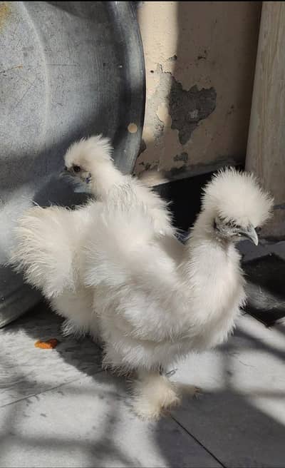 HIGH quality WHITE SILKIE Pair (Blue ear five finger)