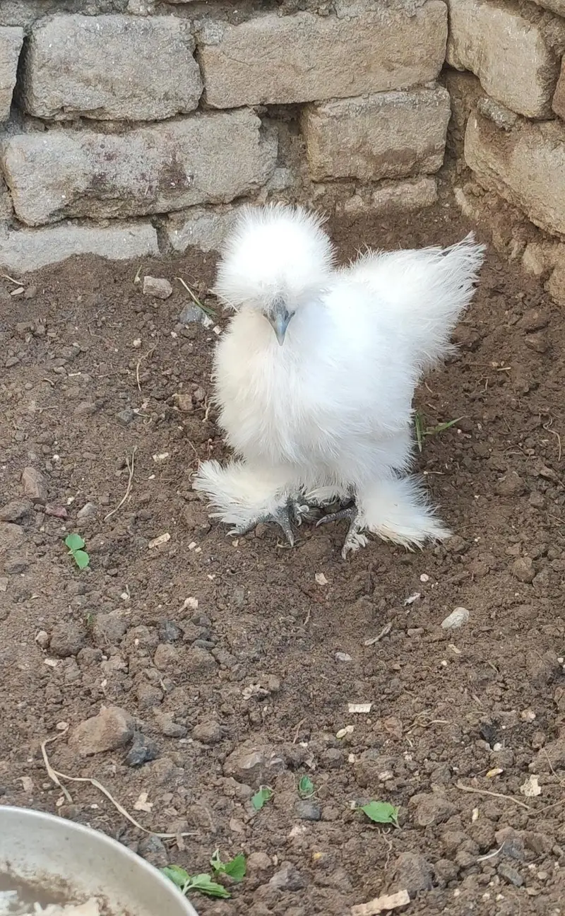 HIGH quality WHITE SILKIE Pair (Blue ear five finger) — photo 2