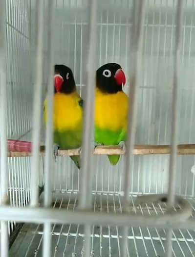 black masked yellow chest pair nd cfw pair