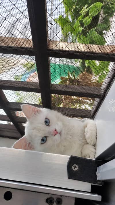 Persian male cat