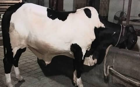 COW BACHRA BULL 03022110311