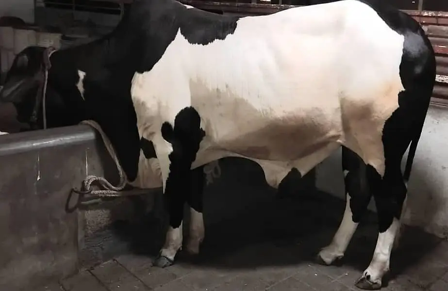 COW BACHRA BULL 03022110311 — photo 2