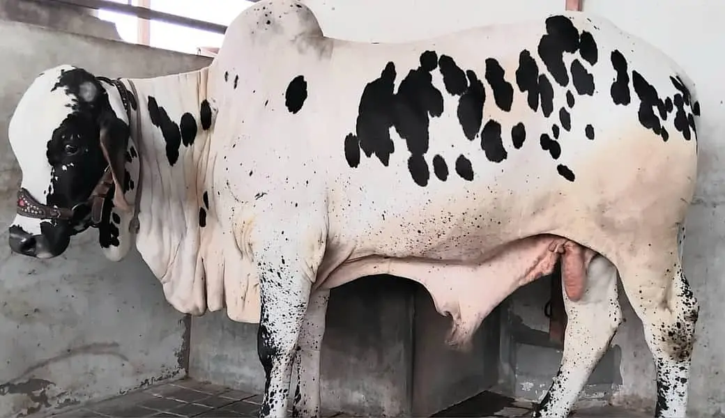 COW BACHRA BULL 03022110311 — photo 4