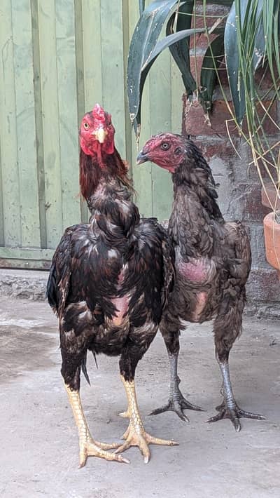 Aseel Pair