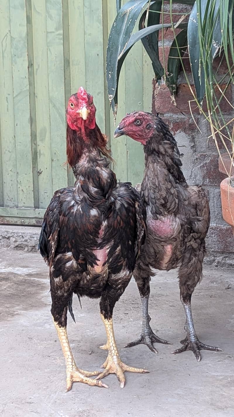 Aseel Pair 0