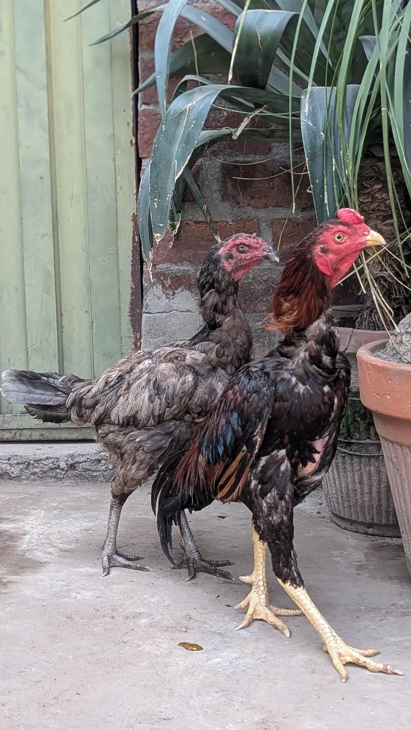 Aseel Pair — photo 6