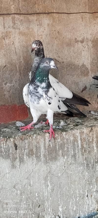 Taddi Females